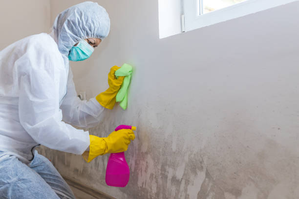 Why You Should Choose Our Mold Remediation Services in Pryor Creek, OK